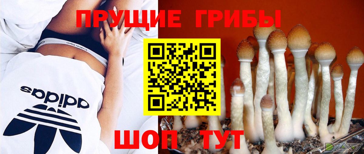 Псилоцибиновые грибы Cubensis Лосино-Петровский